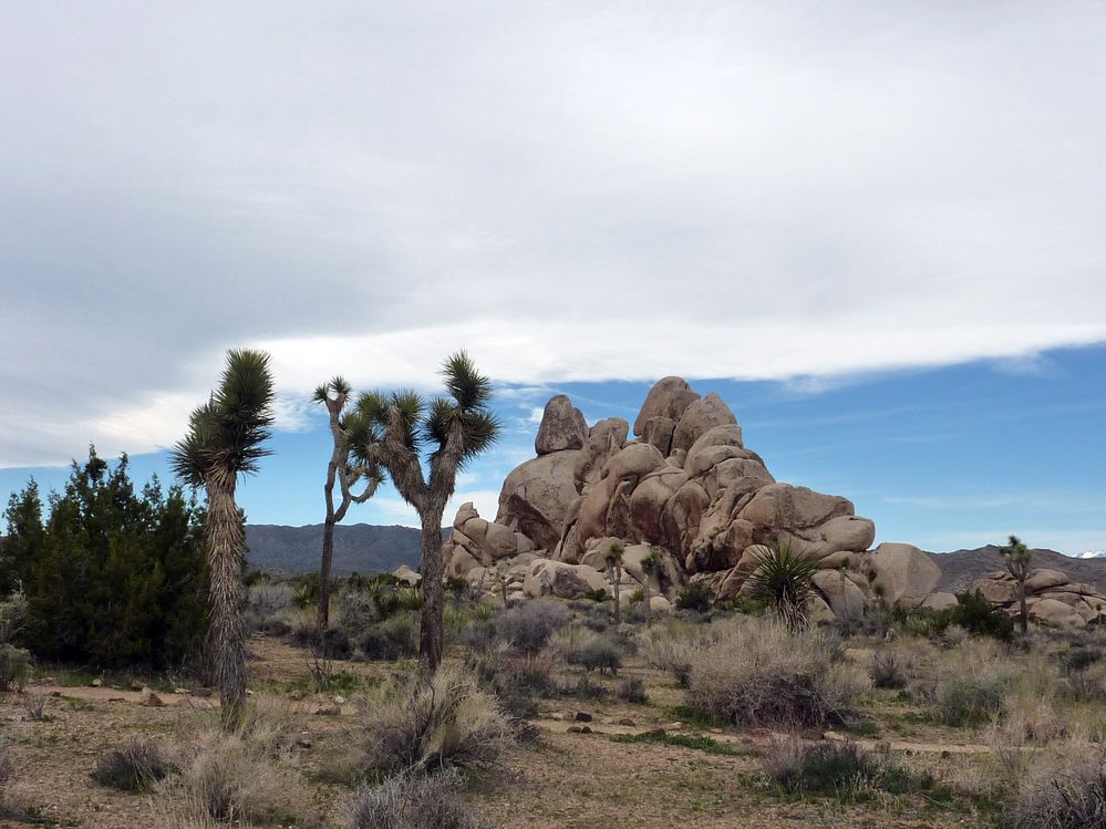 joshua tree national park (44).JPG
